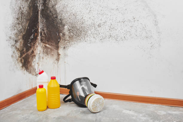 Best Toxic Mold Removal  in Forest Park, GA