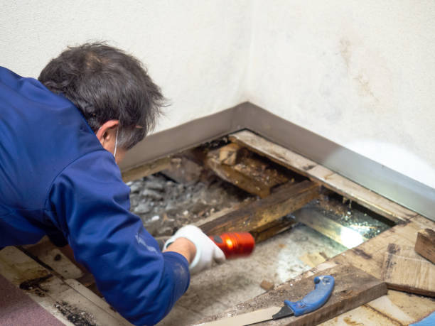 Best Professional Mold Removal  in Forest Park, GA