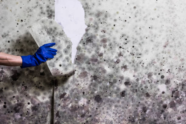 Trusted Forest Park, GA Mold Removal Experts
